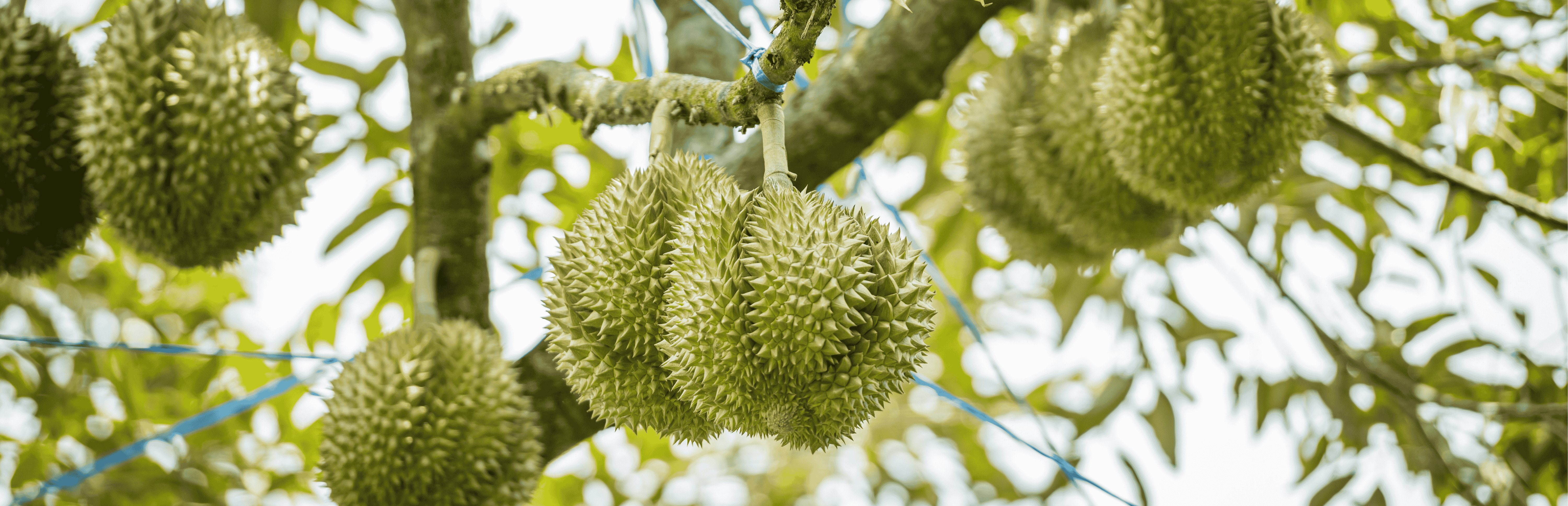 thu nghiem sau rieng xuat khau